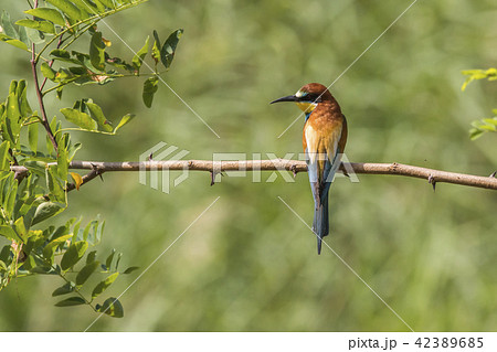 Eurasian bee-eater (Merops apiaster) Eurasian bee-eater (Merops apiaster) 42389685