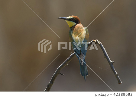 Eurasian bee-eater (Merops apiaster) 42389692