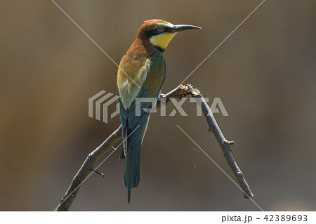 Eurasian bee-eater (Merops apiaster) Eurasian bee-eater (Merops apiaster) 42389693