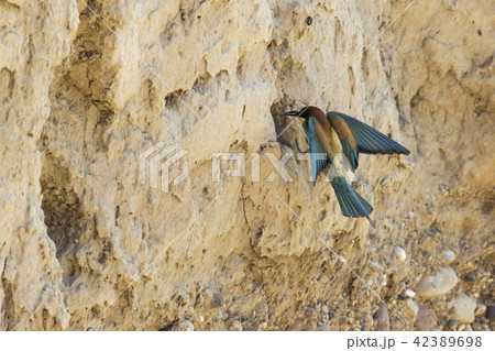 Eurasian bee-eater (Merops apiaster) Eurasian bee-eater (Merops apiaster) 42389698