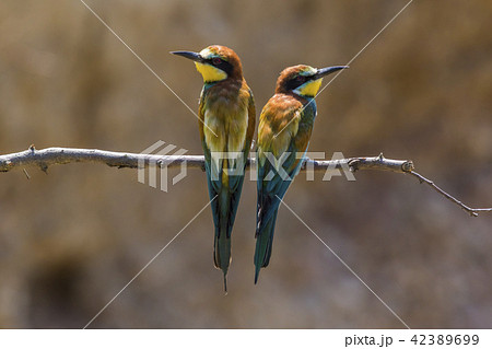 Eurasian bee-eater (Merops apiaster) Eurasian bee-eater (Merops apiaster) 42389699