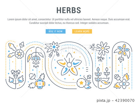 Website Banner and Landing Page of Herbs. Website Banner and Landing Page of Herbs. 42390070