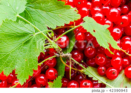 red currant new crop red currant new crop 42390943