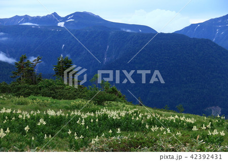 北アルプス太郎平からの山々　コバイケイソウ越しの雲ノ平 42392431