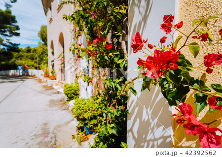 Magenta fuchsia flowers on the walkway in small mediterranean Assos village. Traditional greek house 42392562