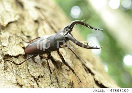 ノコギリクワガタ・鋸鍬形 ノコギリクワガタ・鋸鍬形 42393100