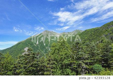 針葉樹林と赤石岳 42393128