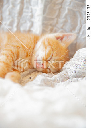子猫 42393138
