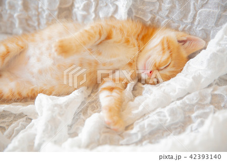 子猫 42393140