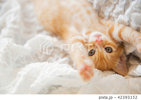子猫 子猫 42393152
