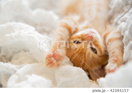 子猫 42393157