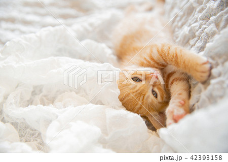 子猫 子猫 42393158