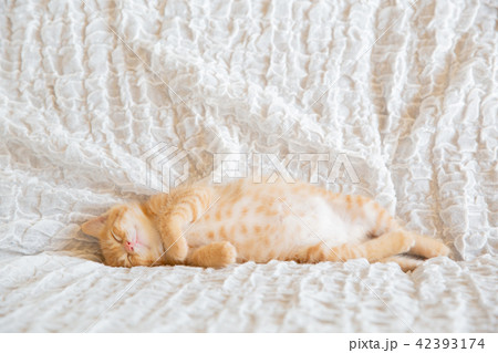 子猫 子猫 42393174