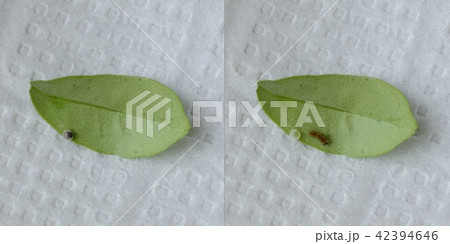 ナミアゲハの孵化－卵からの脱出前と後（キンカン） 42394646