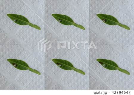 ナミアゲハの孵化の様子（キンカンの新芽） 42394647