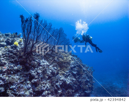 サンゴ礁の海を楽しむダイバー。沖縄・伊江島 サンゴ礁の海を楽しむダイバー。沖縄・伊江島 42394842