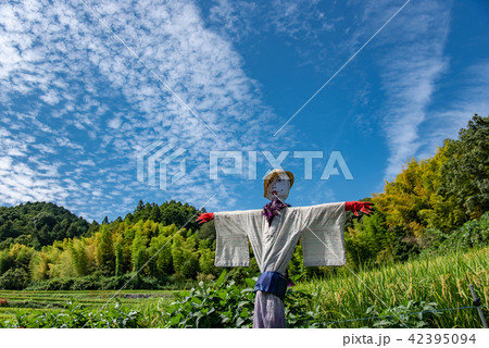 奈良県 明日香 初秋の里山 彼岸花と田んぼ 案山子ロード 奈良県 明日香 初秋の里山 彼岸花と田んぼ 案山子ロード 42395094