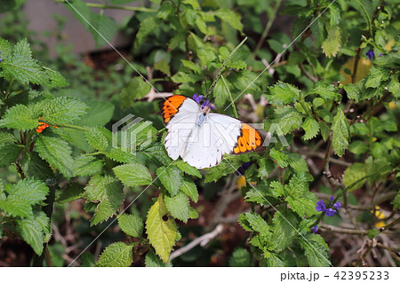 ツマベニチョウ ツマベニチョウ 42395233