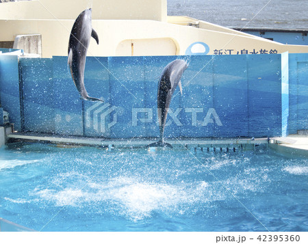 イルカ イルカショー イルカ イルカショー 42395360