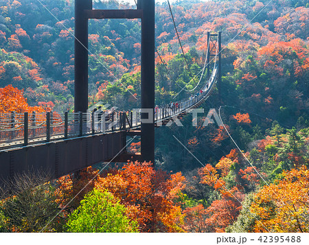 晩秋のほしだ園地と吊橋 42395488