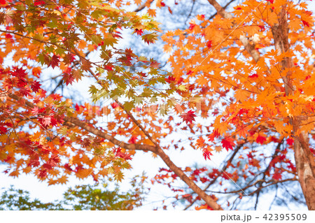 紅葉 42395509