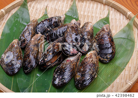 イガイ　食材 42398462