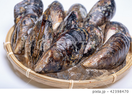 イガイ 食材 イガイ 食材 42398470