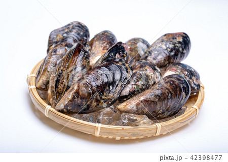 イガイ　食材 42398477