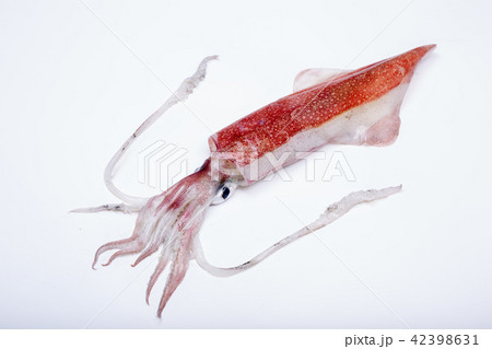 白イカ　食材　 42398631