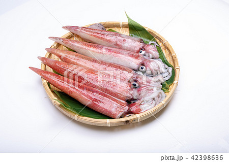 白イカ 食材 白イカ 食材 42398636