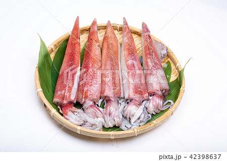 白イカ 食材 白イカ 食材 42398637