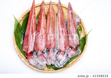 白イカ　食材　 42398638