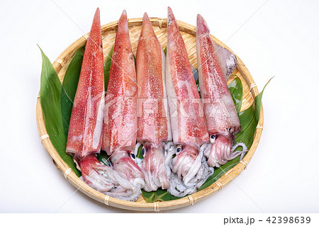 白イカ　食材　 42398639