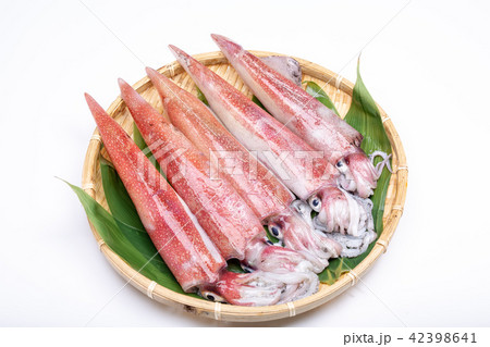 白イカ　食材　 42398641