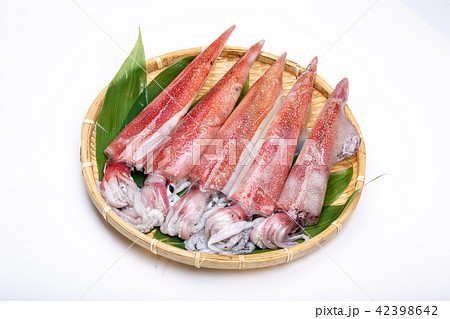 白イカ 食材 白イカ 食材 42398642