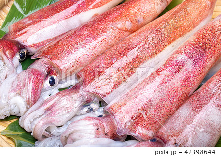 白イカ 食材 白イカ 食材 42398644