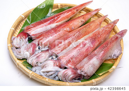 白イカ　食材　 42398645