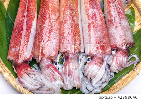 白イカ 食材 白イカ 食材 42398646