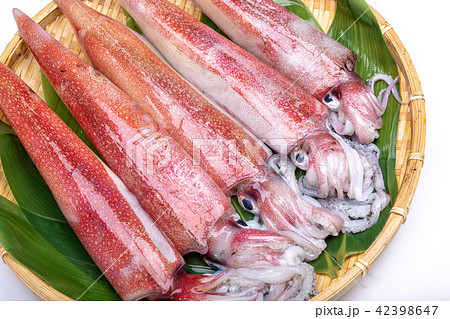 白イカ　食材　 42398647