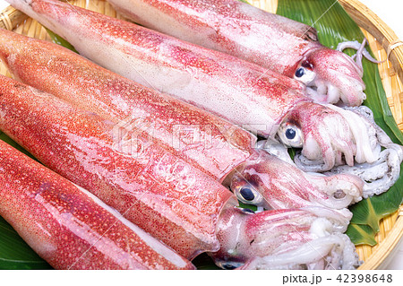 白イカ　食材　 42398648