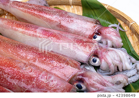 白イカ 食材 白イカ 食材 42398649