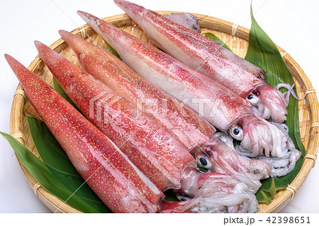 白イカ　食材　 42398651
