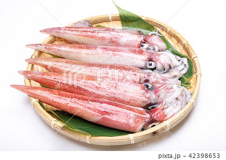 白イカ　食材　 42398653