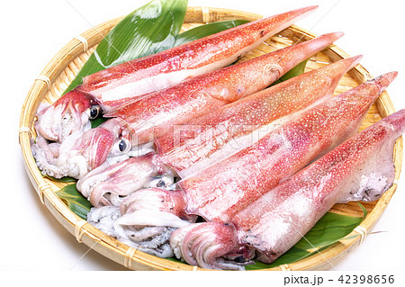 白イカ 食材 白イカ 食材 42398656