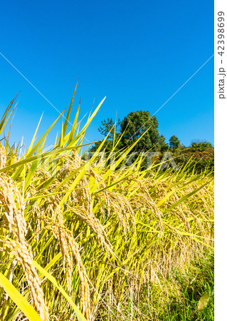 黄金色に実った稲 黄金色に実った稲 42398699