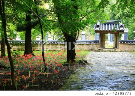 コトムルト 花 禅雲寺 42398772
