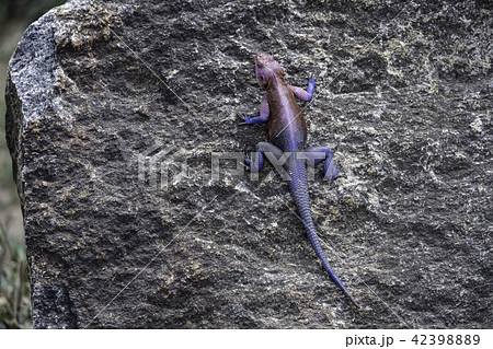 ムワンザアガマトカゲ ムワンザアガマトカゲ 42398889