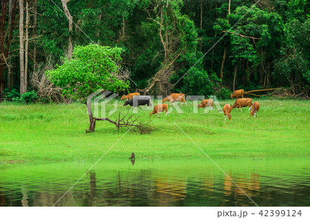 Animal, Cattle, Farm, Mammal, Meadow Animal, Cattle, Farm, Mammal, Meadow 42399124