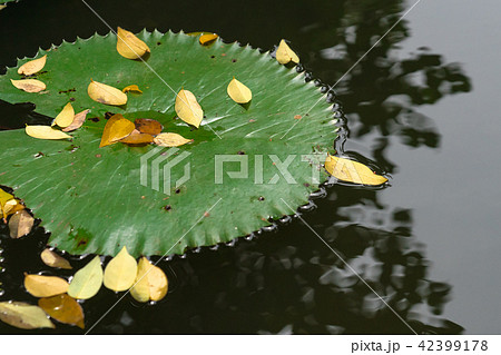 lotus leaf with yellow fall leaves on still water lotus leaf with yellow fall leaves on still water 42399178