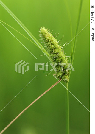 自然　植物　ミコシガヤ、水辺に生えるカヤツリグサ科の植物。全国に分布するようですがあまり見かけない？ 42399240